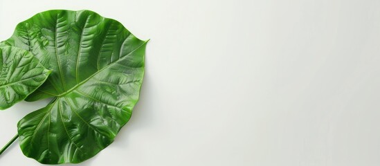 Poster - Taro on a clear white surface with ample copy space image for text or designs