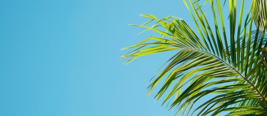 Poster - Palm frond displayed in front of a vibrant blue sky as a copy space image