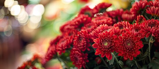 Poster - Background of a floral shop with a bunch of red chrysanthemums perfect for a copy space image