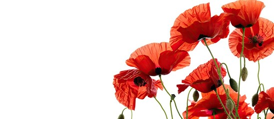 Aufkleber - Red poppies also known as common poppy set against a white backdrop with copy space image