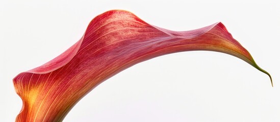 Poster - A stunning calla lily blossom set against a white backdrop providing copy space image