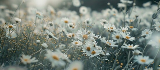 Sticker - Field of daisies with copy space image