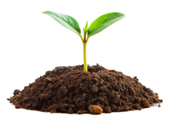 young plant sprout growing from soil isolated on white and transparent background