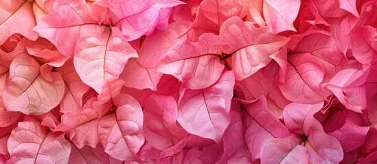 Sticker - Vibrant pink bougainvillea Glabra flowers as a floral background with copy space image