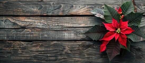 Poster - Vibrant red poinsettia against a rustic wooden background perfect for a copy space image