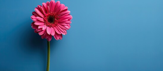 Aufkleber - Magenta gerbera flower on a blue backdrop in a copy space image