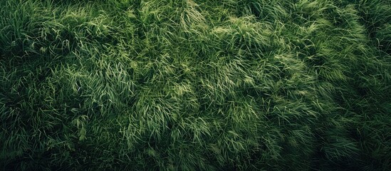 Poster - Background featuring a textured pattern of lush green grass with a vacant area for adding text or other content in the image. Creative banner. Copyspace image