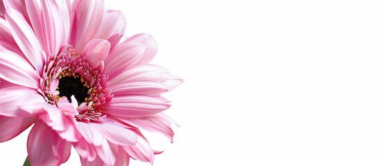 Wall Mural - A white background displays a Pink Gerbera daisy with room for adding text or images serving as a copy space image