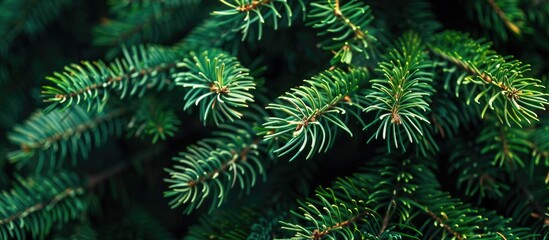 Poster - Green pine branches creating a festive Christmas fir tree background with copy space image