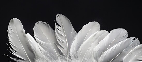 Aufkleber - White feathers grouped together against a black background for a copy space image