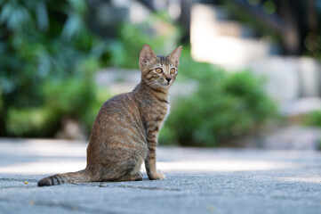 Canvas Print - Outdoors, cat sitting on the ground