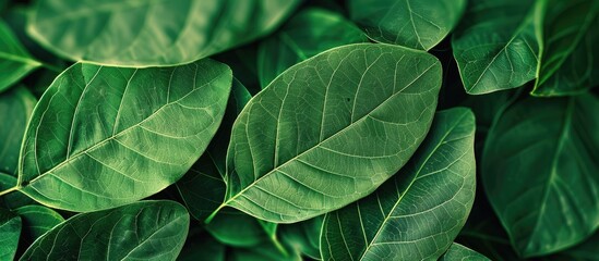 Aufkleber - Natural leaf motifs with an abstract green leaf pattern suitable for design projects featuring copy space image integration