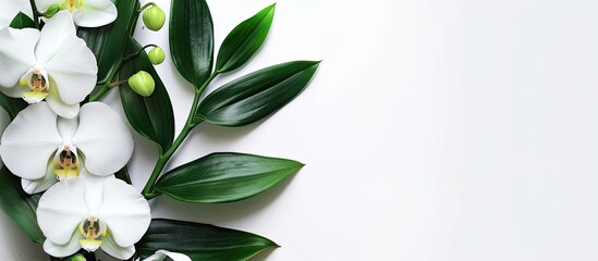 Aufkleber - Fresh orchid leaves against a white backdrop in a copy space image