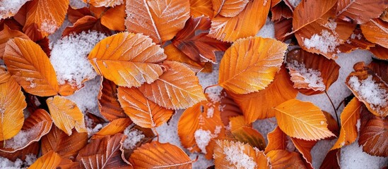 Poster - Yellow orange autumn beech leaves peek through the first snow creating a bright cool and leafy background with a hint of the changing climate providing a full frame with copy space image