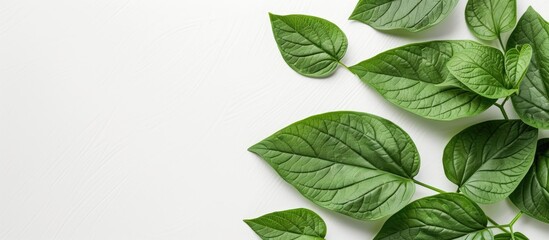 Poster - Isolated sweet potato leaves on a white background with copy space image