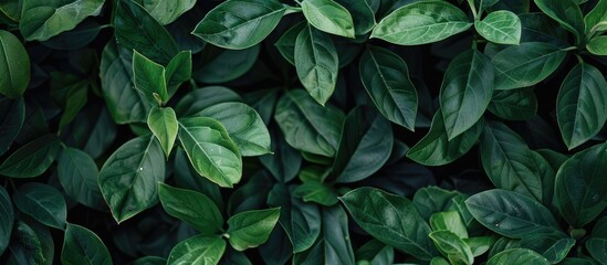 Poster - Green foliage provides a backdrop with space for text or images in the foreground. Creative banner. Copyspace image