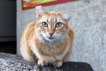 Wall Mural - A homeless cat lives on the street in Tel Aviv.