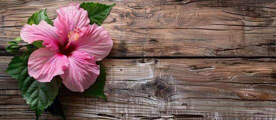 Poster - Empty wooden background texture with a pink hibiscus flower surrounding it creating a serene copy space image