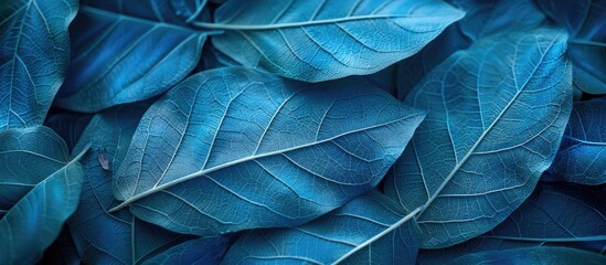 Wall Mural - Macro photo featuring a blue leaf pattern background with copy space image