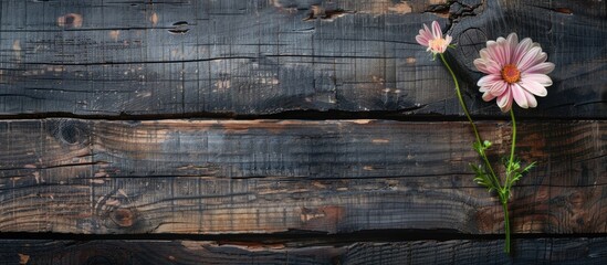 Poster - Wooden backdrop with a flower providing copy space image