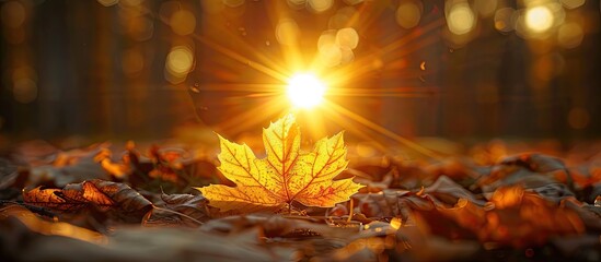 Aufkleber - A setting sun in the park casts a spotlight on a fallen yellow maple leaf among others providing a lovely copy space image