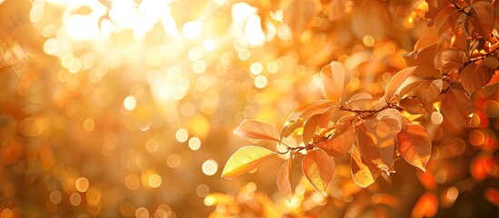 Aufkleber - Natural orange bokeh background under tree shade with copy space image