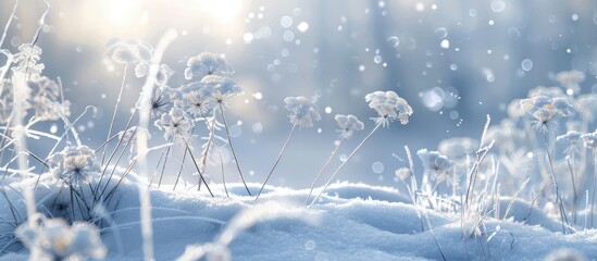 Fototapete - Soft focus winter background with blurred dill umbrellas covered in frost against a snow covered field suitable as a copy space image