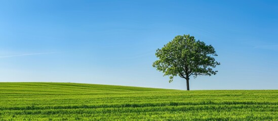 Poster - Scenic outdoor setting with a lush green field under a clear blue sky creating a picturesque backdrop for a copy space image