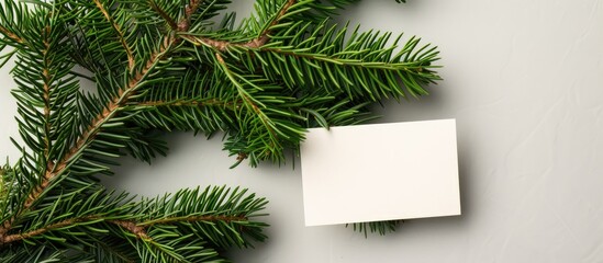 Fototapete - A green fir tree spruce branch is next to an empty business card on a colored background offering space for image insertion. Creative banner. Copyspace image