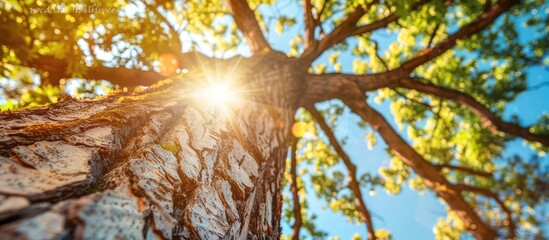 Aufkleber - Sunny skies peeking through the branches of a tree create a serene copy space image