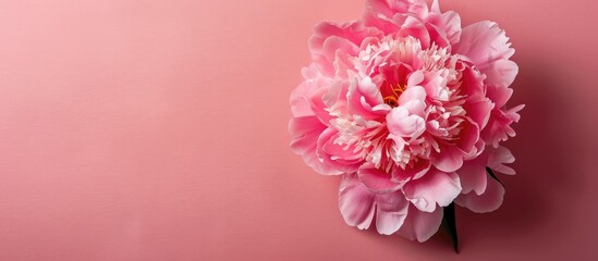 Canvas Print - Pink peony flower on a pink background providing a holiday theme with a top down perspective ideal for incorporating text in the copy space image