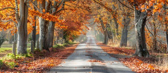 Poster - An inviting country road bordered by vibrant autumn foliage creating a picturesque setting with room for a copy space image