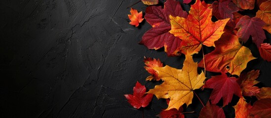 Fototapete - Vivid autumn leaves in red yellow and orange hues such as maple and poplar on a dark background perfect for copy space image
