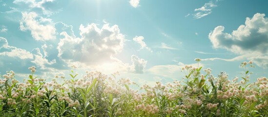 Wall Mural - Sunny day garden with clouds sky and flower grass as a natural copy space image background