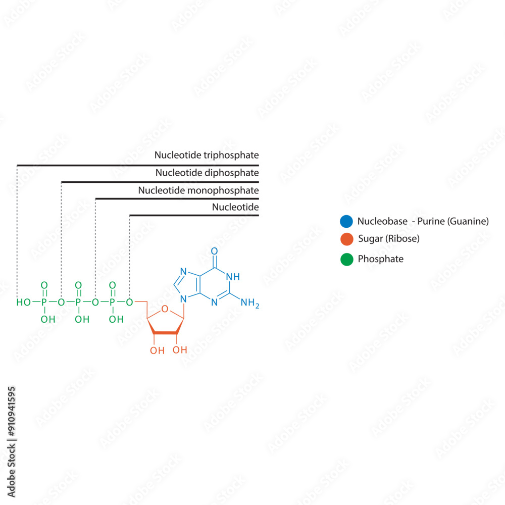 Diagram of nucleotide - Guanosine mono, di and trip phosphate skeletal ...