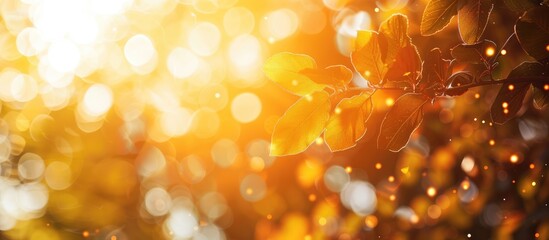 Leinwandbilder - Copy space image featuring a sunny abstract summer background with bokeh and sun transitioning into an autumnal natural backdrop with blurred sun rays