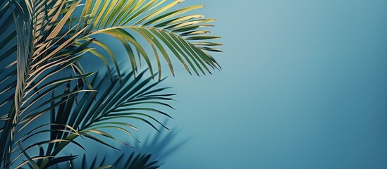 Aufkleber - Various palm fronds set against a blue backdrop with ample copy space image