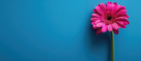 Aufkleber - Magenta gerbera flower on a blue backdrop in a copy space image