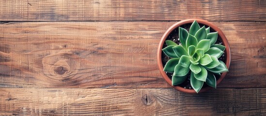 Wall Mural - Top view of a potted plant on a wooden surface with a simple and natural backdrop featuring a border and ample copy space image