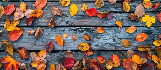 Poster - Flat lay view of a fall themed backdrop with an assortment of vibrant autumn leaves on weathered wooden planks ideal for adding text in the copy space image
