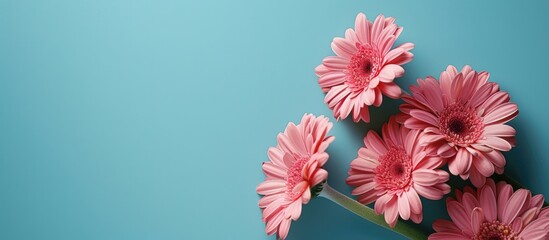 Poster - Close up pink daisy flowers set against a vibrant blue backdrop with ample space for inserting text or images