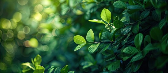 Poster - Green foliage in a garden setting with available copy space image