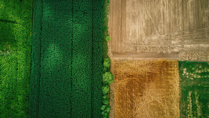 Wall Mural - An aerial view of fields in different shades of green, showcasing the contrast between vibrant and earthy greens