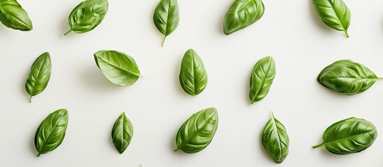 Poster - Basil leaves arranged neatly against a plain white backdrop perfect for a copy space image