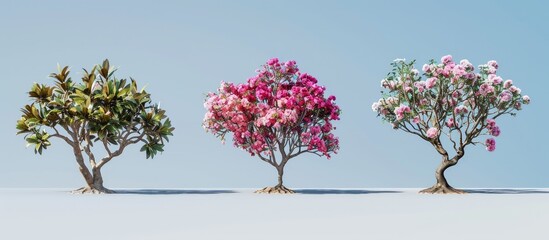 Poster - Different names for the same species of plant are the desert rose impala tree and mock violae providing a variety of options for your copy space image