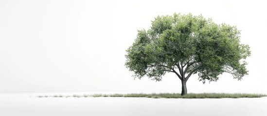 Poster - Isolated tree on white backdrop with clipping path for copy space image