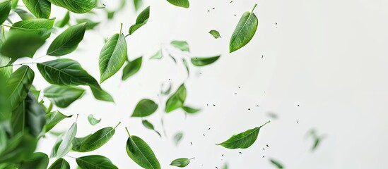 Poster - Fresh green leaves flying on a white background create an environment and ecology copy space image representing spring foliage