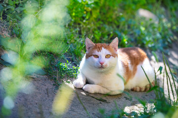 A ginger and white cat lies in the garden on a sunny summer day