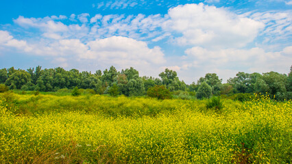 Wall Mural - Wild flowers in scenic nature in sunlight in summer, Almere, Flevoland, The Netherlands, August 2, 2024