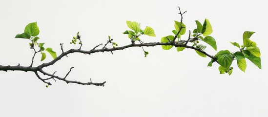 Wall Mural - Mulberry tree branch with green leaves against a white backdrop, perfect as a copy space image.